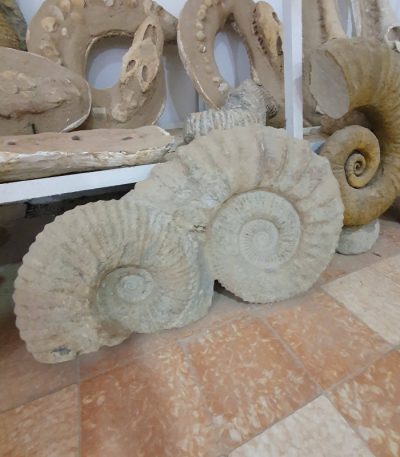 Large Ammonite Fossil