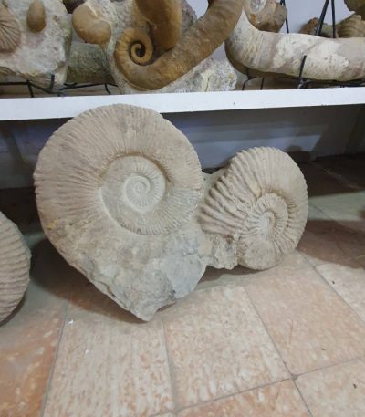 Ammonites Fossil