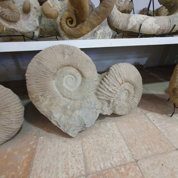 Ammonites Fossil