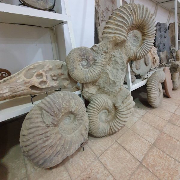 Ammonite Fossil Shell