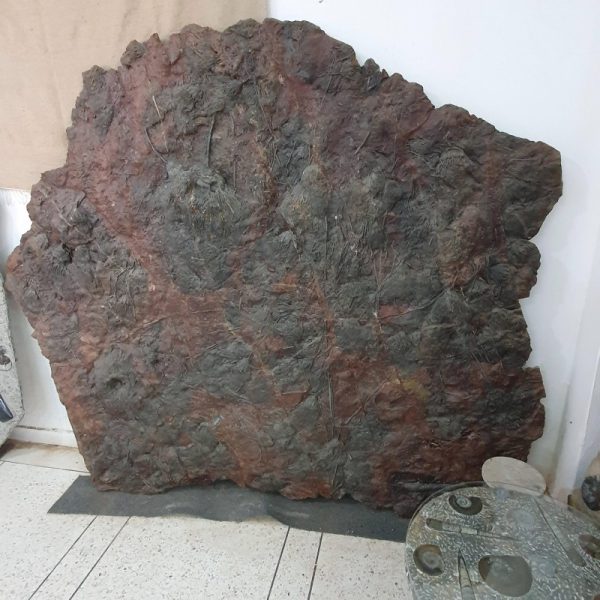 Crinoid Fossil Plate