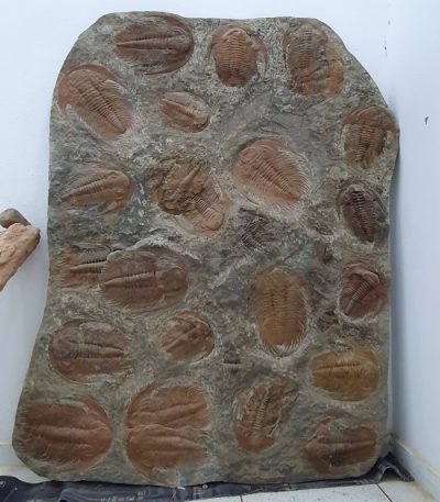 Fossilized Trilobite