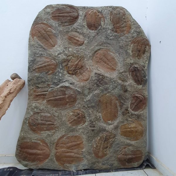 Fossilized Trilobite