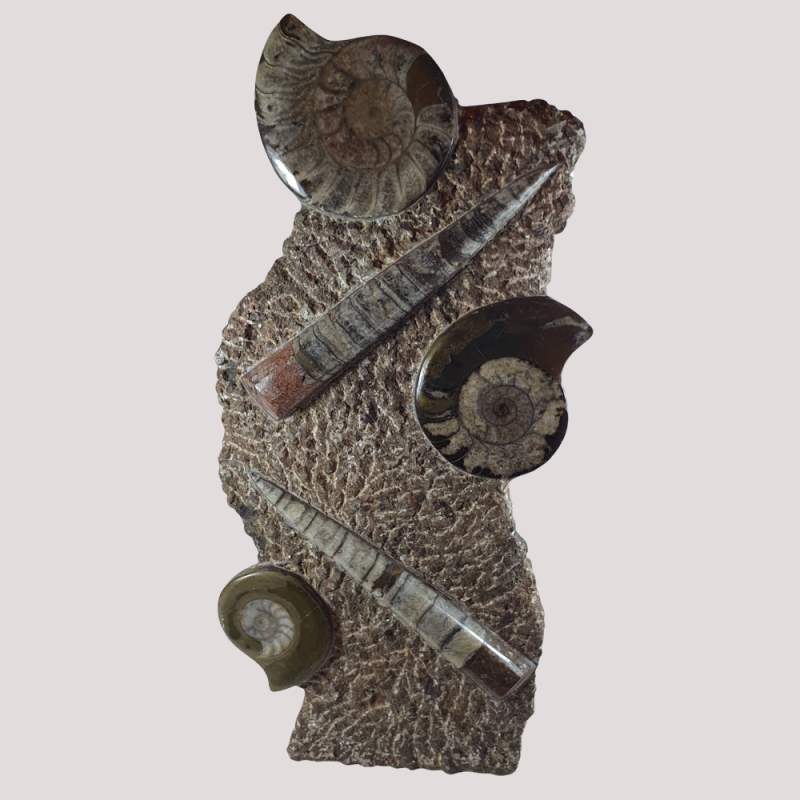 Mixed Orthoceras Ammonite Fossil Plate