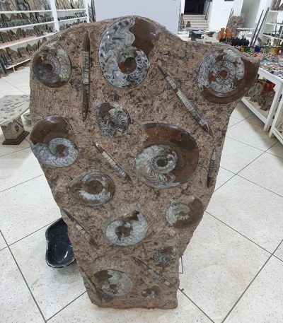 Ammonite Orthoceras Morocco